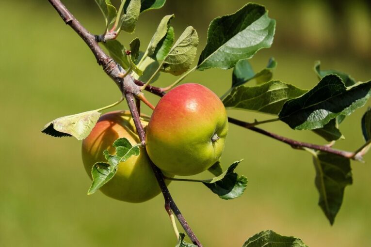 Lei appelboom