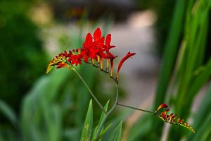 Crocosmia