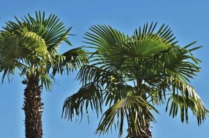 Bruine bladeren palm na winter