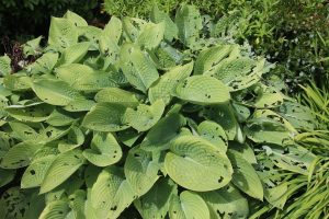 Slakken bestrijden in Hosta
