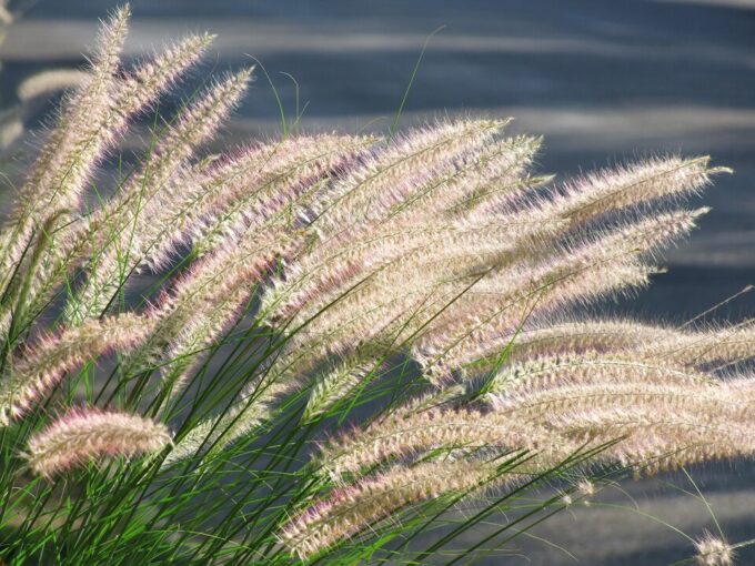 Pennisetum vermeerderen
